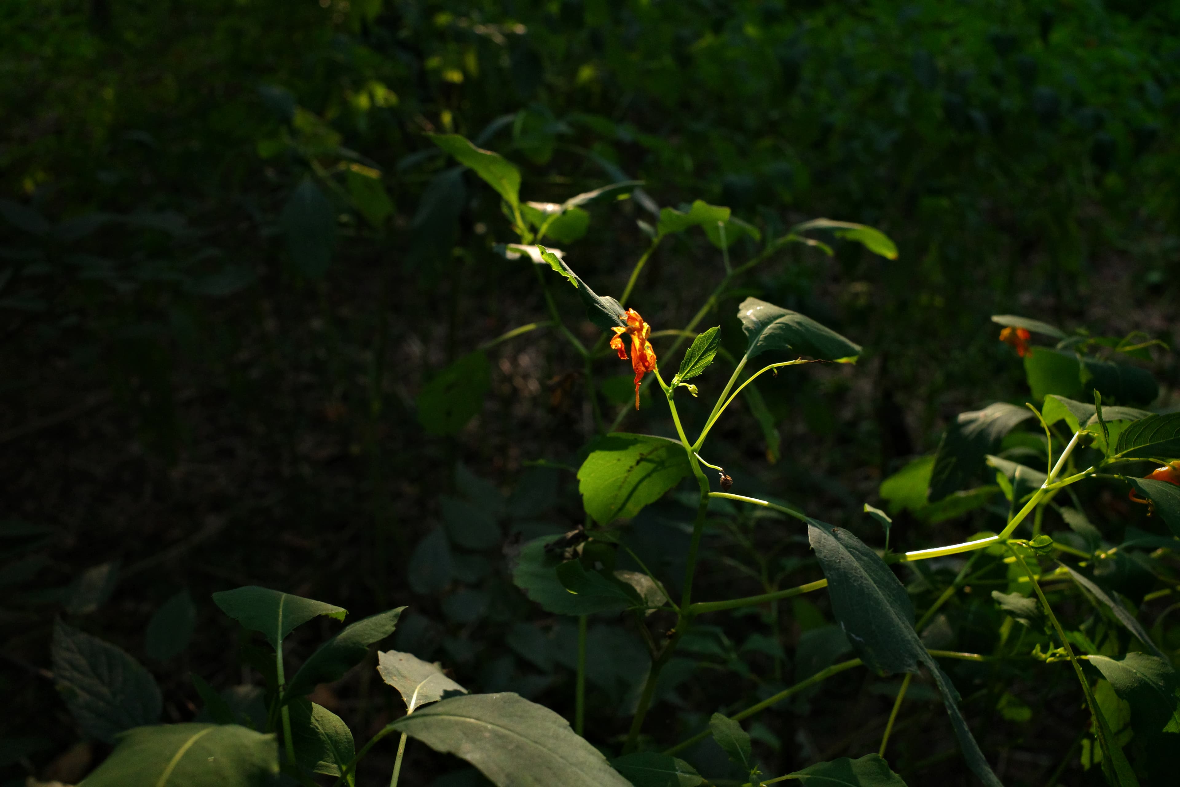 Cover Image for Using CoastFIRE to find Purpose